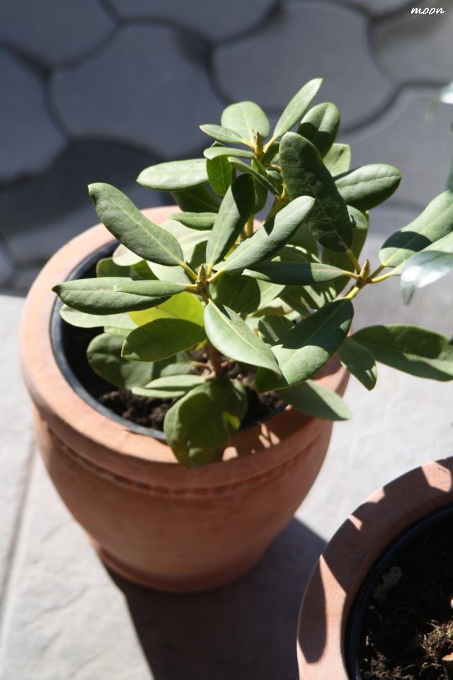 Rododendron